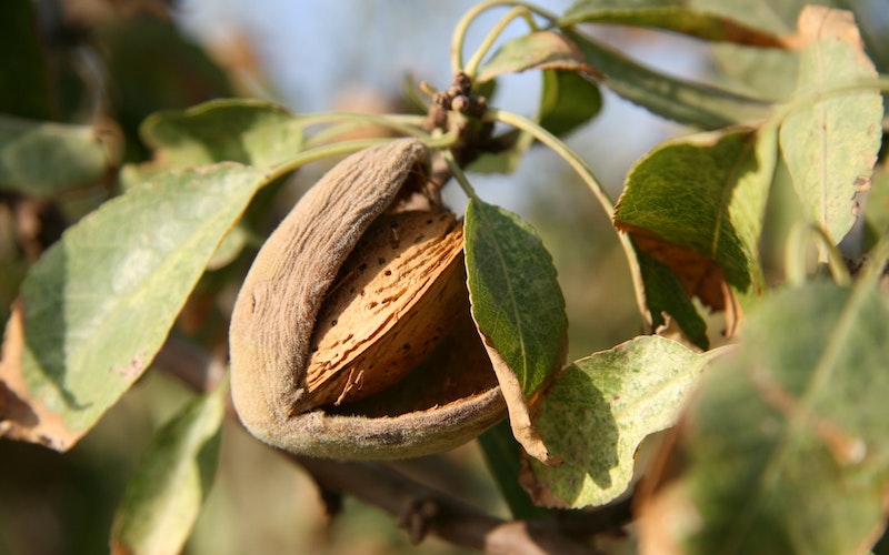 almond on a tree